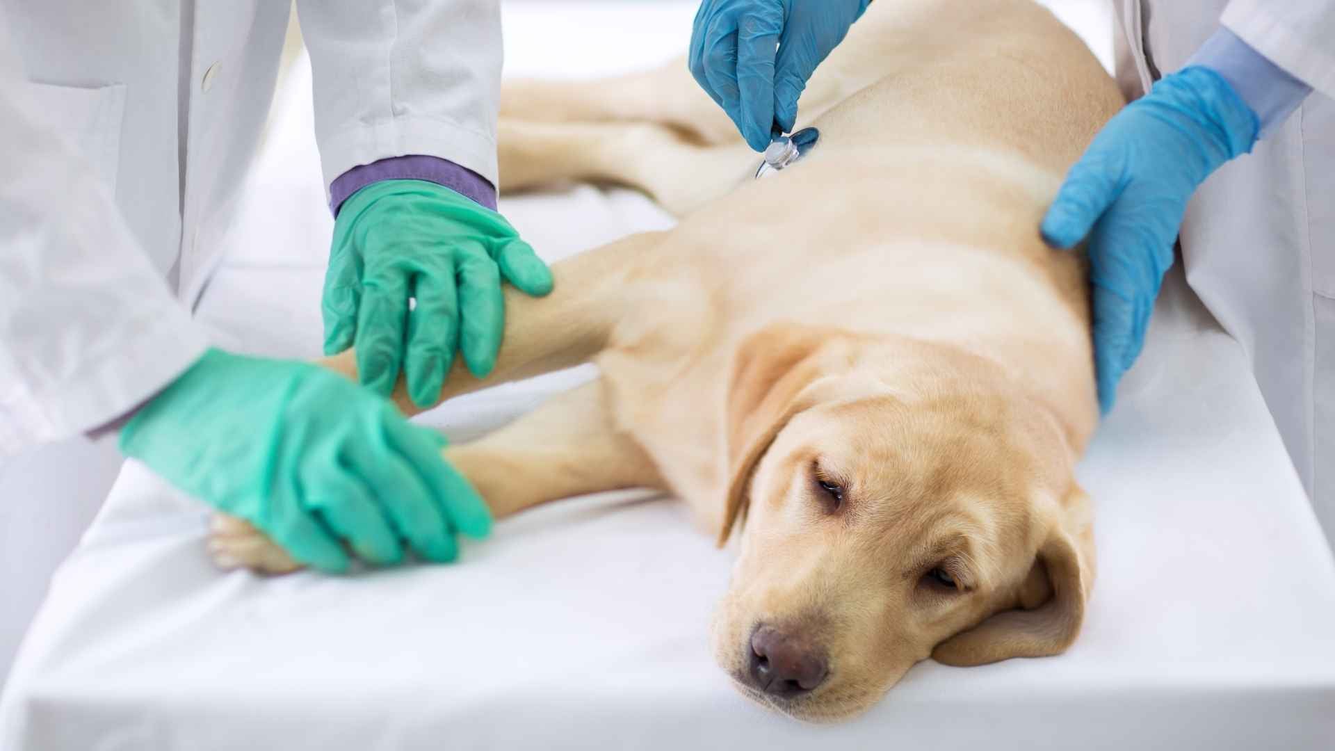 Perro intoxicado necesita carbono activo